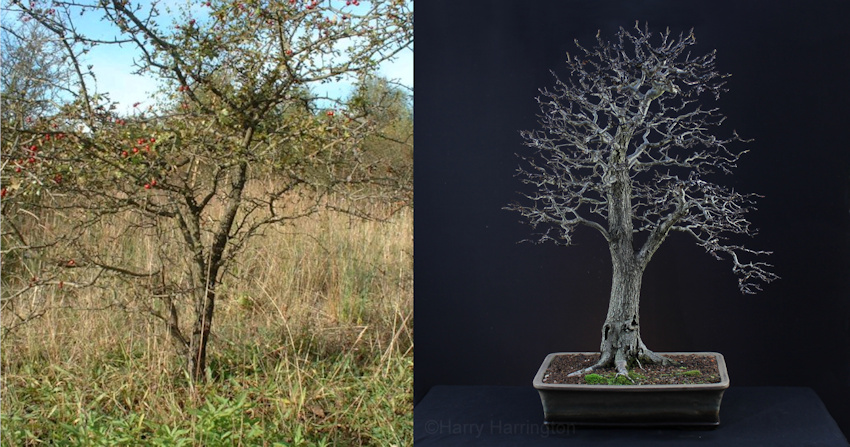 hawthorn bonsai
